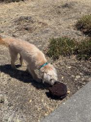 Found/Stray Male Dog last seen 28th st and Mandela Pkwy, Oakland, CA 94608