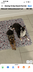 Lost Male Dog last seen CR 675, Manatee County, FL 34219