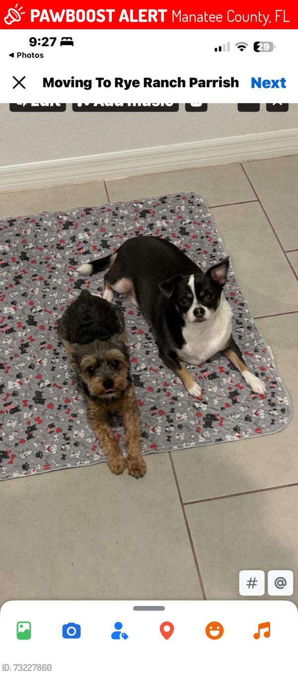 Lost Male Dog last seen CR 675, Manatee County, FL 34219
