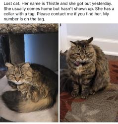 Lost Female Cat last seen Cemetery Rd and Reno, Yukon, OK 73099