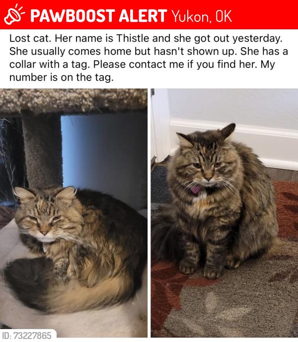 Lost Female Cat last seen Cemetery Rd and Reno, Yukon, OK 73099