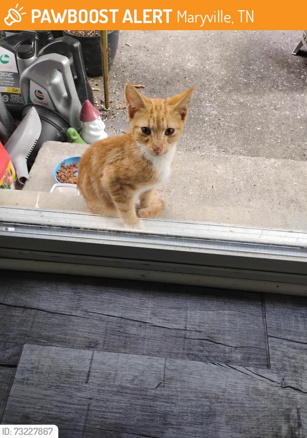 Found/Stray Male Cat last seen Louella Dr, Maryville, TN 37804