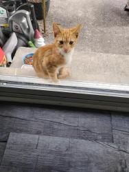 Found/Stray Male Cat last seen Louella Dr, Maryville, TN 37804