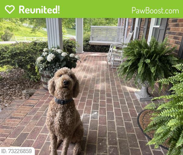 Reunited Male Dog last seen Old boones creek road- Providence academy, Washington County, TN 37659