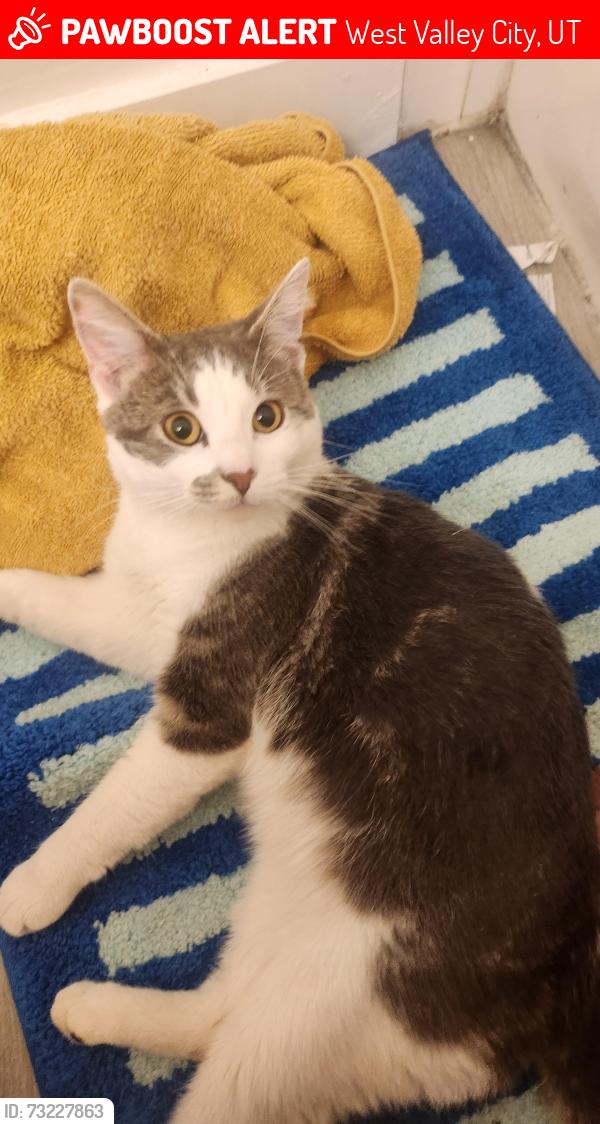 Lost Male Cat last seen Lemay Ave and Valcrest Dr, West Valley City, UT 84119