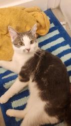 Lost Male Cat last seen Lemay Ave and Valcrest Dr, West Valley City, UT 84119