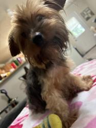 Reunited Female Dog last seen summit pass, San Antonio, TX 78229