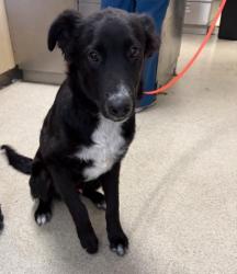 Shelter Stray Male Dog last seen Near BLOCK QUEENSBOROUGH ST RIVERSIDE CA 92503, 6851 Van Buren Boulevard, Jurupa Valley, CA 92509, USA