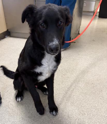 Shelter Stray Male Dog last seen Near BLOCK QUEENSBOROUGH ST RIVERSIDE CA 92503, 6851 Van Buren Boulevard, Jurupa Valley, CA 92509, USA