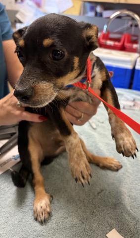Shelter Stray Male Dog last seen Near BLOCK 36TH ST, JURUPA VALLEY, CA, 6851 Van Buren Boulevard, Jurupa Valley, CA 92509, USA