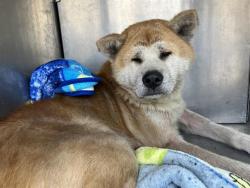 Shelter Stray Male Dog last seen Near BLOCK 4TH AVE N, KENT WA 98032, 21615 64th Ave S, Kent, WA 98032, USA
