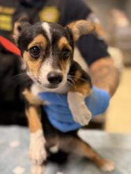 Shelter Stray Female Dog last seen Near BLOCK 36TH ST, JURUPA VALLEY, CA, 6851 Van Buren Boulevard, Jurupa Valley, CA 92509, USA