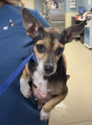 Shelter Stray Female Dog last seen Near BLOCK 36TH ST, JURUPA VALLEY, CA, 6851 Van Buren Boulevard, Jurupa Valley, CA 92509, USA