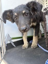 Shelter Stray Female Dog last seen Near BLK E TRUXTUN AVE, BAKERSFIELD, CA, 201 S Mt Vernon Ave, Bakersfield, CA 93307, USA
