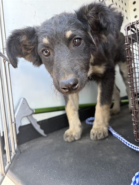 Shelter Stray Female Dog last seen Near BLK E TRUXTUN AVE, BAKERSFIELD, CA, 201 S Mt Vernon Ave, Bakersfield, CA 93307, USA