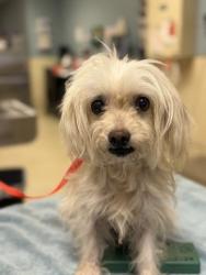 Shelter Stray Female Dog last seen Near BLOCK 36TH ST, JURUPA VALLEY, CA, 6851 Van Buren Boulevard, Jurupa Valley, CA 92509, USA