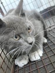 Shelter Stray Male Cat last seen Near BLK E TRUXTUN AVE, BAKERSFIELD, CA, 201 S Mt Vernon Ave, Bakersfield, CA 93307, USA