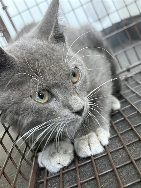 Shelter Stray Male Cat last seen Near BLK E TRUXTUN AVE, BAKERSFIELD, CA, 201 S Mt Vernon Ave, Bakersfield, CA 93307, USA