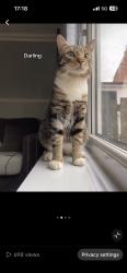 Reunited Male Cat last seen Cash ane Carry, Greater Manchester, England 