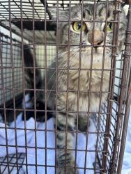 Shelter Stray Female Cat last seen Near BLOCK STOCKDALE HWY,BAKERSFIELD, CA, 201 S Mt Vernon Ave, Bakersfield, CA 93307, USA