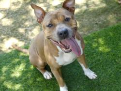 Shelter Stray Female Dog last seen Near BLOCK DOVER ST, TALLAHASSEE FL 32304, 1125 Easterwood Dr, Tallahassee, FL 32311, USA