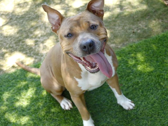 Shelter Stray Female Dog last seen Near BLOCK DOVER ST, TALLAHASSEE FL 32304, 1125 Easterwood Dr, Tallahassee, FL 32311, USA