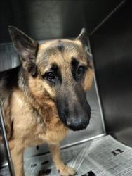 Shelter Stray Male Dog last seen , West Valley Animal Shelter, 20655 Plummer St, Chatsworth, CA 91311, USA