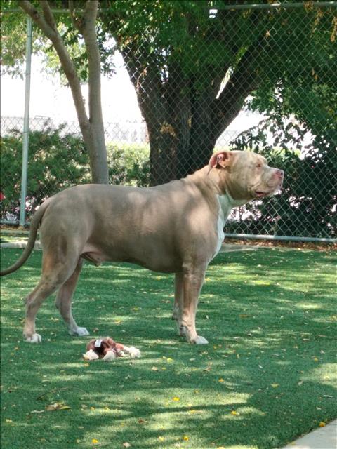 Shelter Stray Male Dog last seen , West Valley Animal Shelter, 20655 Plummer St, Chatsworth, CA 91311, USA
