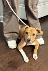 Found/Stray Female Dog last seen Kings road. Beauty shop next to Edward Waters., Jacksonville, FL 32209