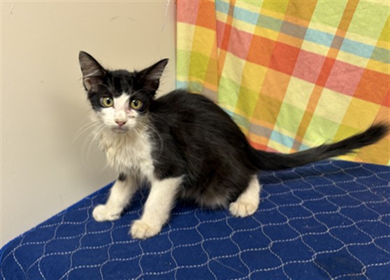 Shelter Stray Male Cat last seen , 38550 Sierra Hwy, Palmdale, CA 93550, USA