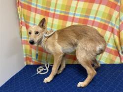 Shelter Stray Female Dog last seen , 38550 Sierra Hwy, Palmdale, CA 93550, USA