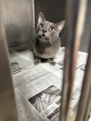 Shelter Stray Male Cat last seen , West Valley Animal Shelter, 20655 Plummer St, Chatsworth, CA 91311, USA