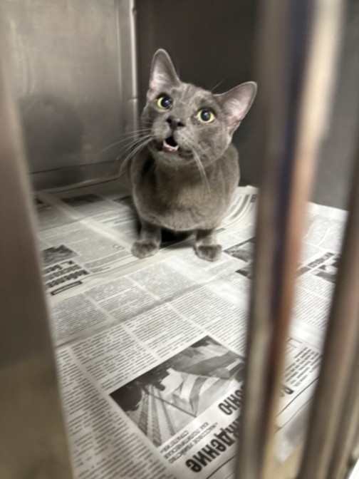 Shelter Stray Male Cat last seen , West Valley Animal Shelter, 20655 Plummer St, Chatsworth, CA 91311, USA