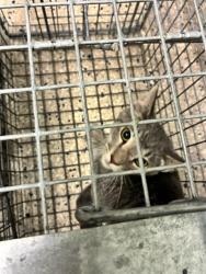 Shelter Stray Unknown Cat last seen Near BLOCK MANDEL ST, 12155 Park Blvd, Brighton, CO 80601, USA