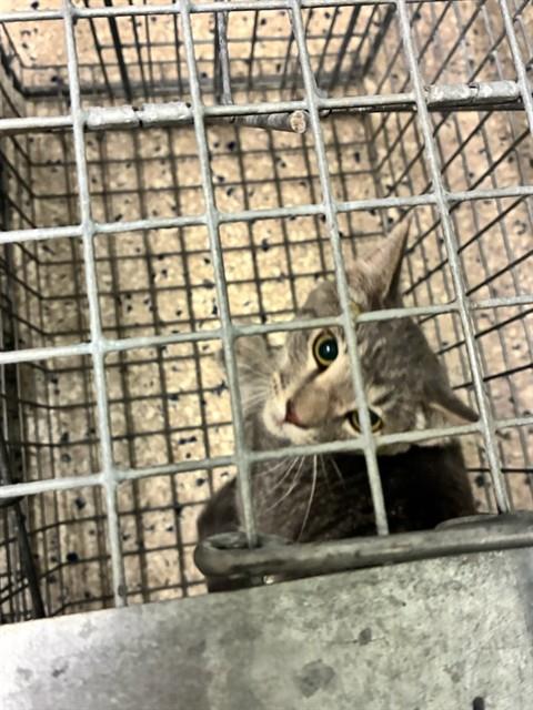 Shelter Stray Unknown Cat last seen Near BLOCK MANDEL ST, 12155 Park Blvd, Brighton, CO 80601, USA