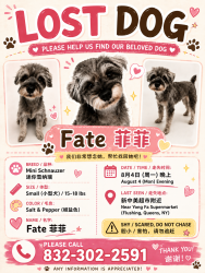 Lost Female Dog last seen Near the hosp, Queens, NY 11355