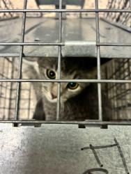 Shelter Stray Unknown Cat last seen Near BLOCK MANDEL ST, 12155 Park Blvd, Brighton, CO 80601, USA