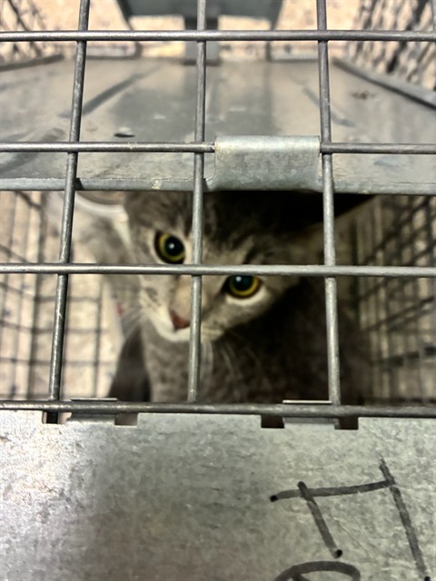 Shelter Stray Unknown Cat last seen Near BLOCK MANDEL ST, 12155 Park Blvd, Brighton, CO 80601, USA