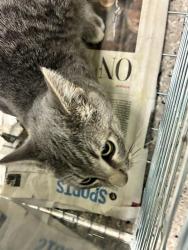 Shelter Stray Unknown Cat last seen Near BLOCK MANDEL ST, 12155 Park Blvd, Brighton, CO 80601, USA