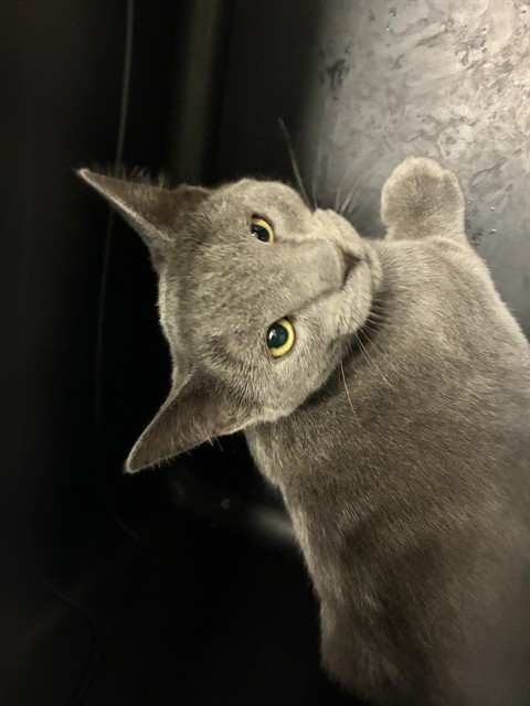Shelter Stray Unknown Cat last seen Near BLOCK MANDEL ST, 12155 Park Blvd, Brighton, CO 80601, USA