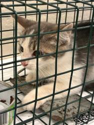 Shelter Stray Unknown Cat last seen Near BLOCK QUEBEC ST, 12155 Park Blvd, Brighton, CO 80601, USA