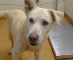 Shelter Stray Male Dog last seen ROBERTSON AVE/EASTERN AVE,95821, 3839 Bradshaw Rd, Sacramento, CA 95827, USA
