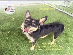 Shelter Stray Male Dog last seen , 1850 W 60th St, Los Angeles, CA 90047, USA