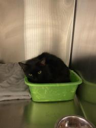 Shelter Stray Male Cat last seen Near BLOCK W 4020, 4522 W 3500 S, West Valley City, UT 84120, USA