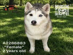 Shelter Stray Female Dog last seen , 1850 W 60th St, Los Angeles, CA 90047, USA