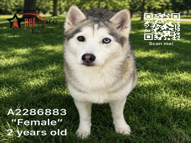 Shelter Stray Female Dog last seen , 1850 W 60th St, Los Angeles, CA 90047, USA