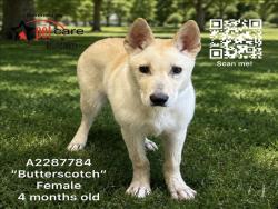 Shelter Stray Female Dog last seen , 1850 W 60th St, Los Angeles, CA 90047, USA
