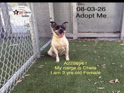 Shelter Stray Female Dog last seen , 1850 W 60th St, Los Angeles, CA 90047, USA
