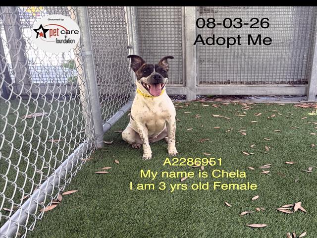 Shelter Stray Female Dog last seen , 1850 W 60th St, Los Angeles, CA 90047, USA