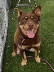 Shelter Stray Male Dog last seen , 1850 W 60th St, Los Angeles, CA 90047, USA